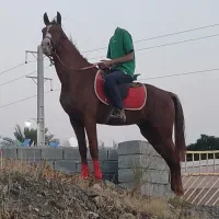 اسب عرب یک سر|اسب و تجهیزات اسبسواری|بندرعباس, |دیوار