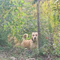 واگذاری سگ الابای سرابی|سگ|بهشهر, |دیوار