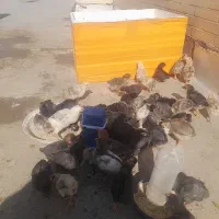 فروش جوجه مرغ محلی|حیوانات مزرعه|یزد, |دیوار