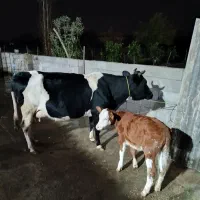 گاو با گوساله|حیوانات مزرعه|رضوانشهر, |دیوار