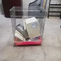 قفس
