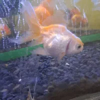 ماهی های گلد فیش خارجی گریدaaaaa|ماهی|قرچک, مهدیه|دیوار