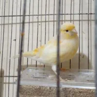 سه جوجه قناری یک ساله تن نخورده