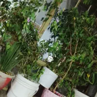 انواع گل|گل و گیاه طبیعی|نقده, |دیوار