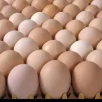 تخم مرغ رسمی