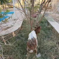 تعدادی بره و کهری|حیوانات مزرعه|بندرعباس, |دیوار