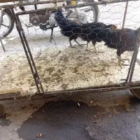 مرغ وخروس ۳۰۰|حیوانات مزرعه|کرج, احدآباد|دیوار