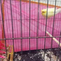 قناری نر مو چتری|پرنده|قرچک, شهرک طلائیه|دیوار