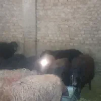 بره نر چاق درجه یک|حیوانات مزرعه|تویسرکان, |دیوار