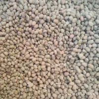 لوبیا چشم بلبلی لوبیا ریز پلویی باقله|خوردنی و آشامیدنی|داراب, |دیوار