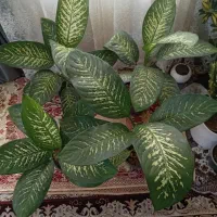 گلهای شاداب زیبا|گل و گیاه طبیعی|مشهد, اروند|دیوار