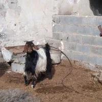 گوسفند میش . ۱۰راس بز ترکی آبستن همه جوان|حیوانات مزرعه|ابریشم, |دیوار