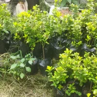 شمشاد طلایی سبز|خدمات باغبانی و درختکاری|کلاچای, |دیوار