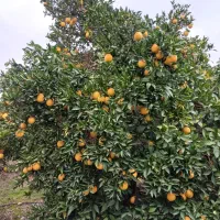 پرتقال تامسون و نارنگی