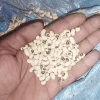 لوبیا عربی دانه بزرگ زودرس تناژ بالا