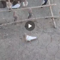 کفتر کله یی