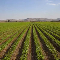 زمین به متراژ۴هزارمتر واقع درمسیرکلکه جان