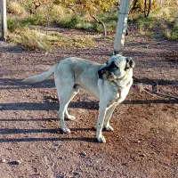 گمشده سرابی|حیوانات|جلفا, |دیوار