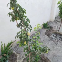 باغچه نقلی استخردار در رباط کریم|فروش خانه و ویلا|رباط‌کریم, حصار مهتر|دیوار