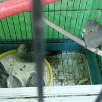 ۴عدد جوجه عروس تازه دون خور|پرنده|کاشان, آیت الله سعیدی|دیوار