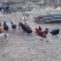 مرغ بیرانشهر|حیوانات مزرعه|بیرانوند, |دیوار