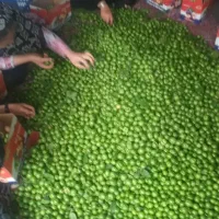 باغچه چهاردیواری ۱۵۰۰ متری در فردوسیه|فروش زمین و ملک کلنگی|فردوسیه, |دیوار