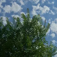 گلخانه سبزی‌وسیفی