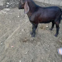 بزغاله نر صلاصه|حیوانات مزرعه|بیستون, |دیوار