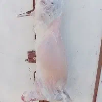 قصاب سیارشبانه روزی|خدمات پذیرایی، مراسم|اندیمشک, |دیوار