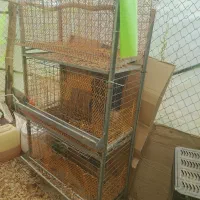 قفس مرغ وجوجه معاوضه