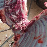 قصابی صداقت دراسرع وقت درخدمت همشهریان عزیزمیباشد