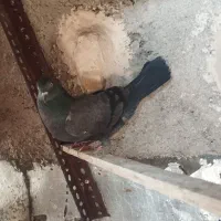 کفتر ماده|پرنده|مرودشت, بیست متری بیمارستان|دیوار