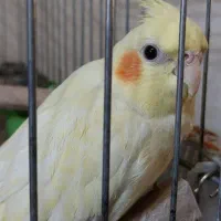 عروس هلندی|پرنده|اقبالیه, |دیوار