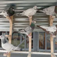 پرنده فروشی تصدیقی
