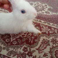 خرگوش
