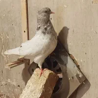 کله الماسی نر|پرنده|مشهد, بلال|دیوار