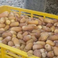 خرمای  مضافتی