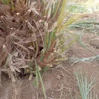 حدود 100تا جونگ مضافتی درجه یک سن مادریشون 25ساله|گل و گیاه طبیعی|ریگان, |دیوار