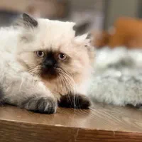 فروش1 بچه گربه اسکاتیش هیمالین اصیل و سالم ماده