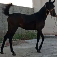 اسب کیسان سیاه