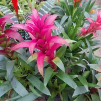 گلهای آپارتمانی مناسب سخت پسندان|گل و گیاه طبیعی|مشکین‌دشت, |دیوار