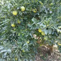 پرتقال تامسون