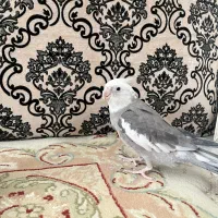 عروس هلندی|پرنده|قشم, |دیوار