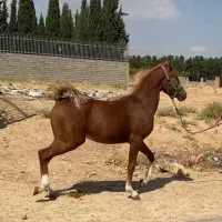 کره نریان نوه ارش سین