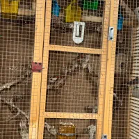 حدود ۳۰ تا فنچ کینگ