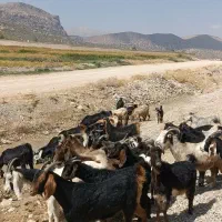 بز داشتی|حیوانات مزرعه|شیراز, بهارستان|دیوار