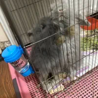 خرگوش نر و ماده دوماهه