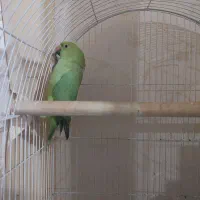 طوطی ملنگو ماده|پرنده|فردیس, منظریه|دیوار