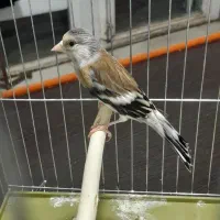 یک جفت سهره قناری