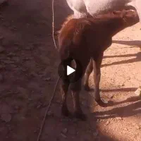 مادیان با کره اسب ۶ماهه گم شده|اسب و تجهیزات اسب‌سواری|اندیکا, |دیوار